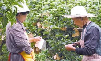 在钦州地区种植哪种水果最赚钱？专家推荐分析