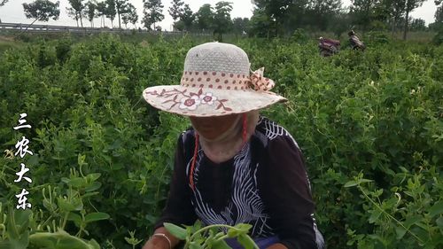 在河南农村种植什么作物能带来高收益？