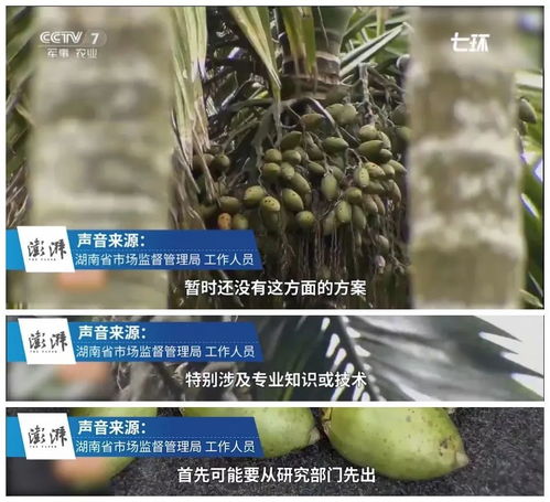 从事槟榔果批发业务，真的能带来可观利润吗？