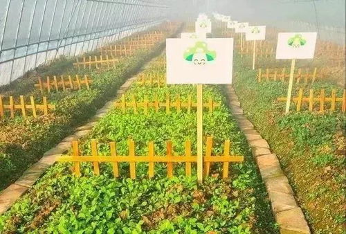 在农场种植哪种水果最具盈利潜力？如何选择高收益品种？