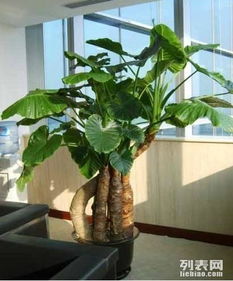 卖花卉绿植如何实现盈利？成功经营之道解析