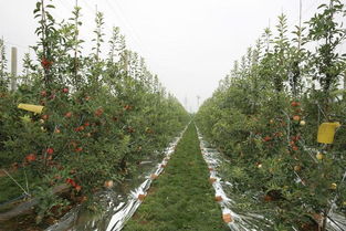 哪种果树在果园种植最具经济效益？如何选择盈利最高的果树？