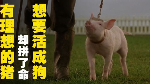 猪与狗谁更擅长赚钱？探讨动物经济价值的差异