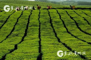 贵州茶叶收购能否带来可观收益？