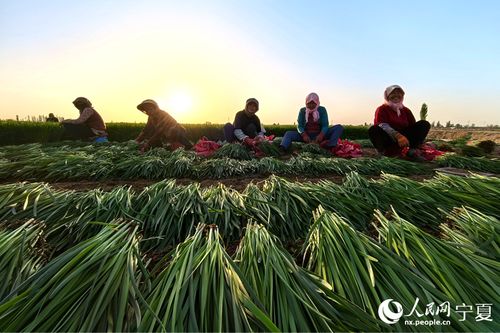 在宁夏灵武市种草能否实现财富增长？