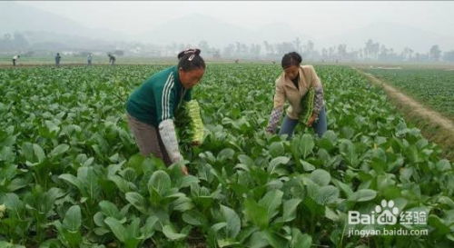 居家种植花生能否实现盈利？家庭养殖花生经济效益解析