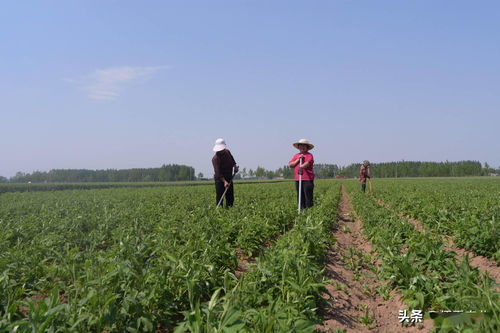 农民种植中药材如何实现高效销售与盈利？