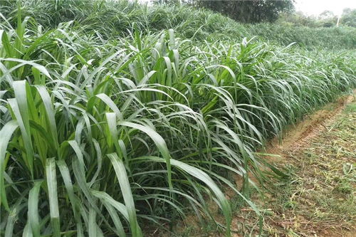 在韶关农村种植哪些作物能带来较高收益？