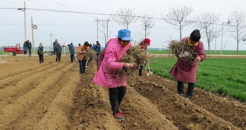 在农村，种植哪种草料能带来最高收益？