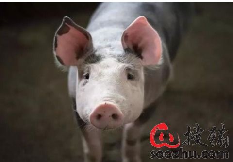 直播卖猪肉真的能赚钱吗？实操效果如何？
