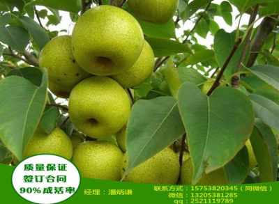哪种梨树品种最具经济效益？种植哪种梨树能赚更多？