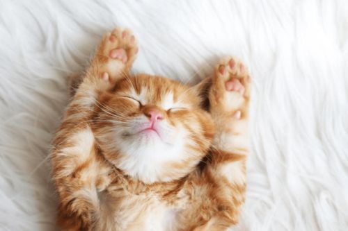 哪种猫咪既烧钱又能带来高回报？养猫赚钱秘诀大公开！