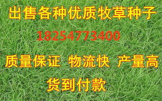 如何科学种植牧草让养牛业高效盈利？
