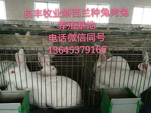 南方地区养兔子真的能盈利吗？实地探访解析