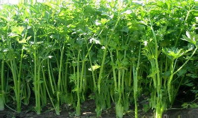 金口农副业基地的芹菜有何特别之处？
