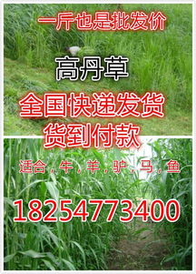 如何快速通过种植牧草实现高效盈利？