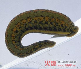 蚂蝗如何实现高效盈利？背后的赚钱逻辑是什么？
