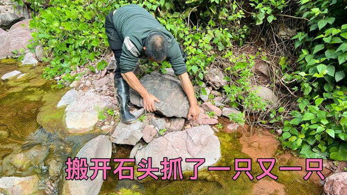 农村小溪抓鱼真的能赚钱吗？如何操作才能获利？
