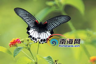 养蝴蝶真的能赚钱吗？揭开蝴蝶养殖的盈利真相