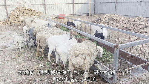 养鱼和养羊哪个更赚钱？经济效益大比拼