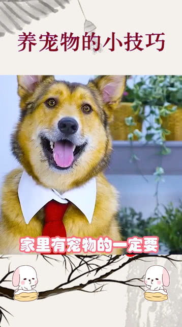 宠物户外活动如何实现盈利？有哪些赚钱妙招？
