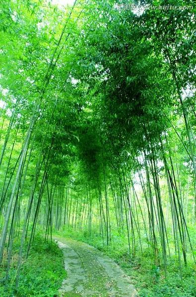 竹林种植能否带来可观收益？探讨其经济效益