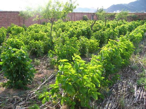 在南方地区种植哪种树木养殖最具经济效益？