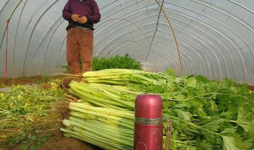 湖南农民种植哪种蔬菜最赚钱？