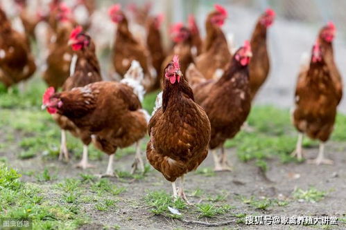 哪种鸡品种既易养又高收益？养鸡新手必看！