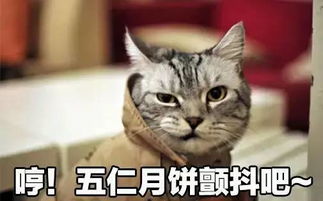 猫咪也能帮你赚钱？快来了解这个新奇的赚钱方式！