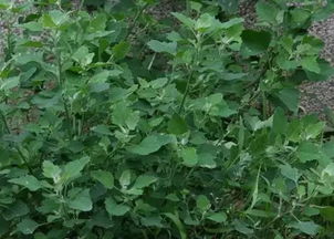 在农村种植哪种草药能带来最高收益？