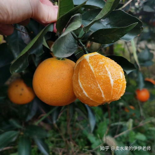 微信卖水果是否靠谱？怎样构建一个高效的水果销售体系？