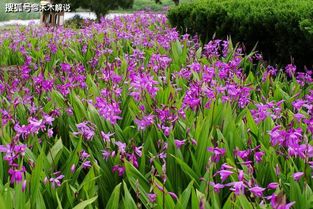 在农村田地里种植什么作物收益最高？