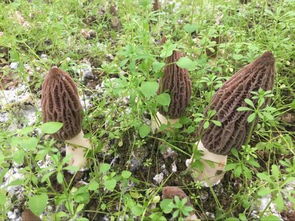 山东地区种植羊肚菌能否带来可观的经济收益？