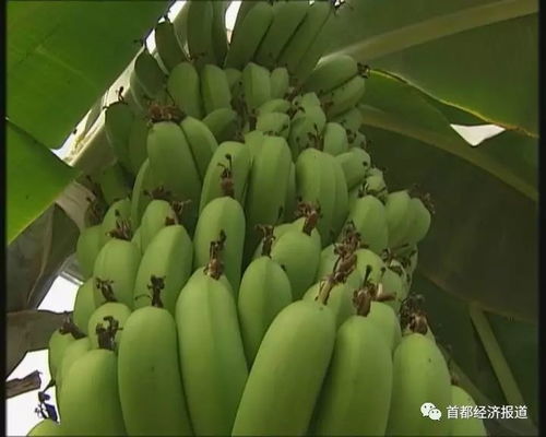 在贵州种植哪种水果最具经济效益？