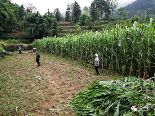 在美国农场种植哪种草能带来丰厚收益？