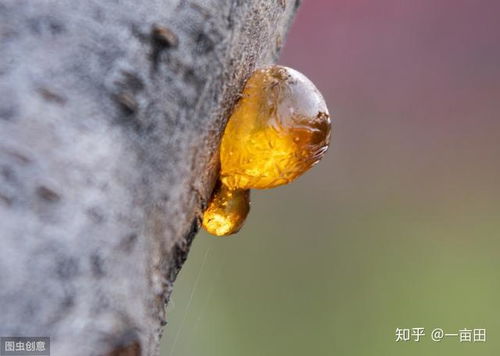 种桃树与卖桃子，哪种经营模式更赚钱？