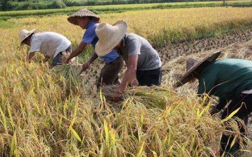 定边种地真的能赚钱吗？农民朋友的收入真相如何？
