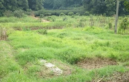 农村山洞种植哪种作物能带来高收益？