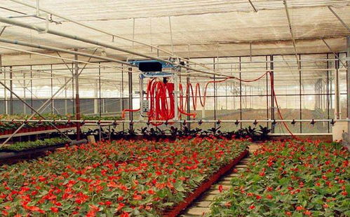 在河北农村种植哪种花卉最具经济效益？