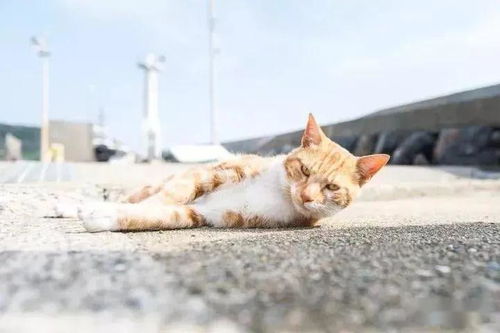 老猫如何开辟副业新天地？成功秘诀大公开！
