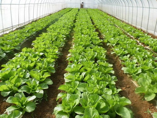 郑州地区种植哪种蔬菜最具盈利潜力？