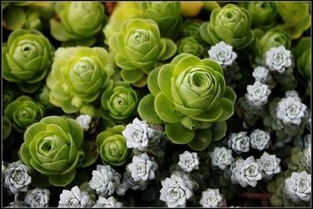 如何有效经营多肉植物实现盈利？