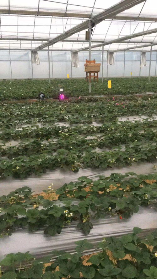 草莓种植如何盈利？探寻多种赚钱途径你知道吗？