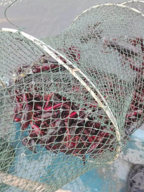 海里投放地笼捕捞，究竟能否带来可观收益？