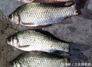 鹤壁地区养殖哪种鱼类经济效益更高？