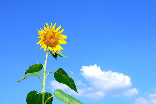拼多多向日葵助力活动入口究竟在何处？如何快速找到参与方式？