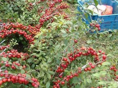 在国外种植哪种果树能带来最高经济效益？
