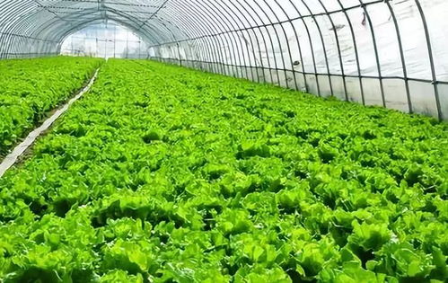 在美国种植哪些蔬菜最具盈利潜力？