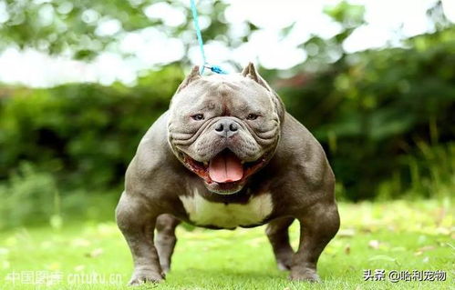 恶霸犬养殖真的能带来可观收益吗？